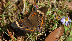 Junonia coenia