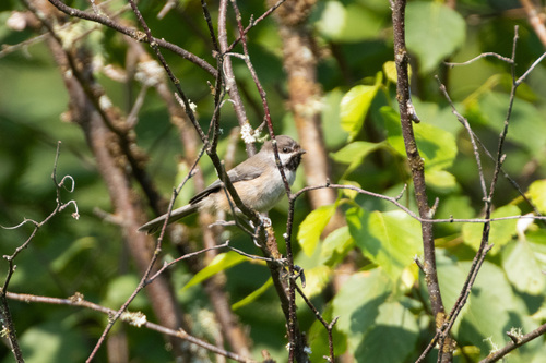 Boreal Chickadee