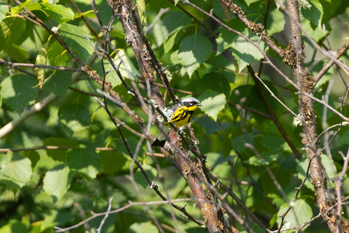 Magnolia Warbler