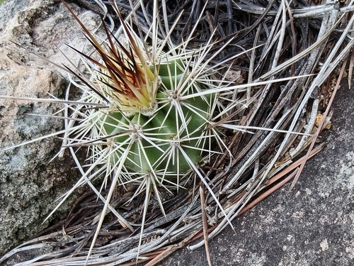Echinocereus polyacanthus