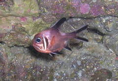 Trachichthys australis