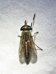 Tabanus subsimilis