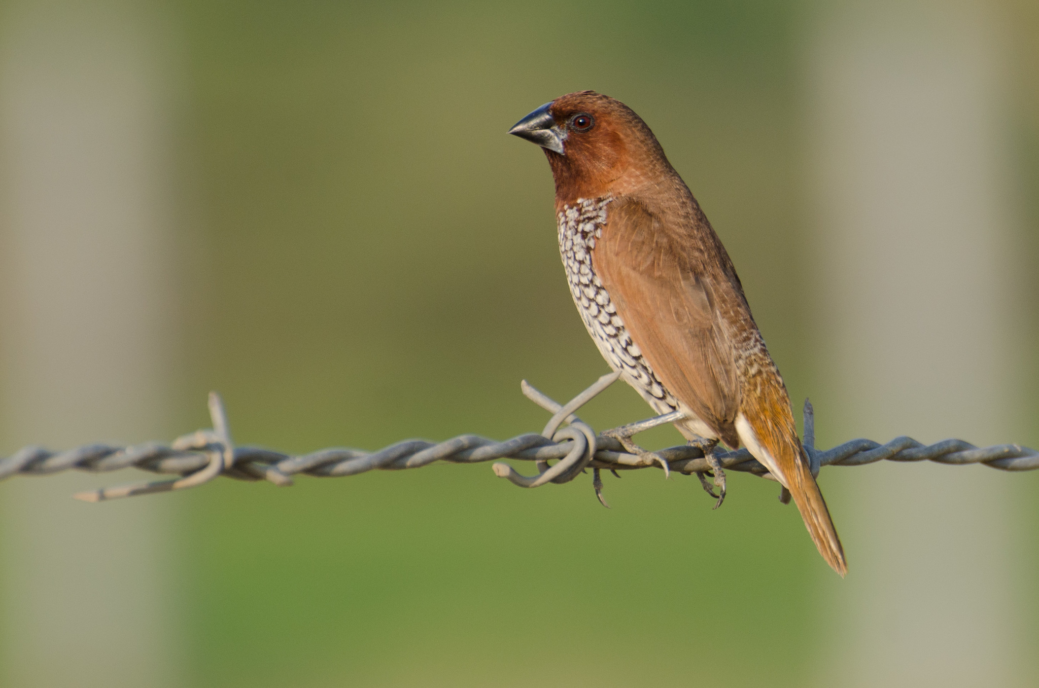 Scaly-breasted Munia