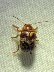Cryptocephalus implacidus