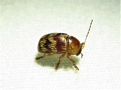 Cryptocephalus implacidus