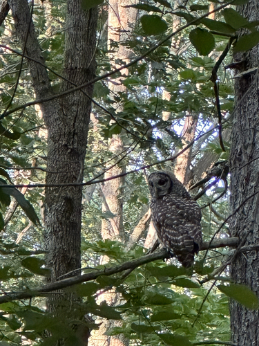 View observation of {o.common_name} on iNaturalist