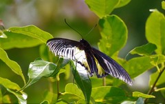Troides magellanus