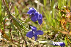 Gentianopsis barbata