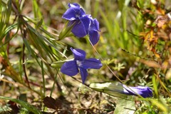 Gentianopsis barbata