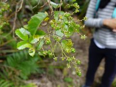 Rubus australis