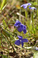 Gentianopsis barbata