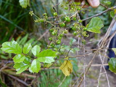 Rubus australis