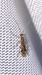 Macrocentrinae