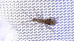 Macrocentrinae