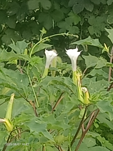jimsonweed