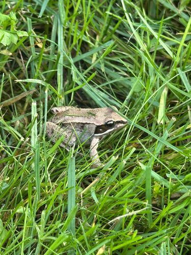 Wood Frog