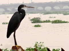 Egretta gularis