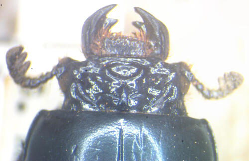Ogyges