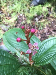 Miconia tococa