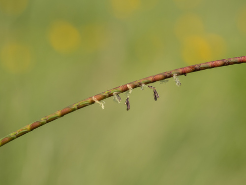 Carolina jointgrass (Coelorachis cylindrica)