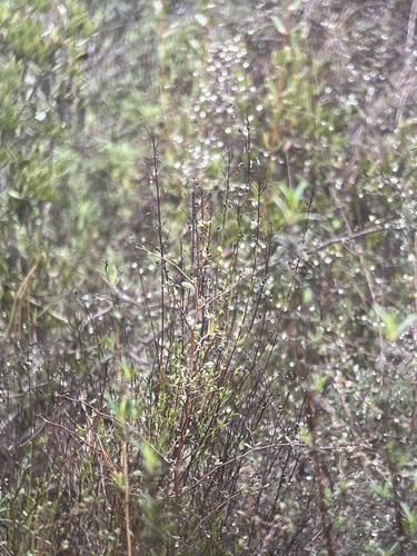 Baccharis vanessae, photograph 5