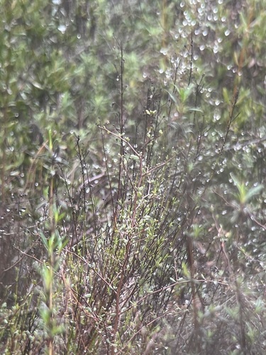 Baccharis vanessae, photograph 6