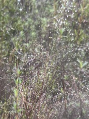 Baccharis vanessae, photograph (c) harrier, some rights reserved (CC BY)