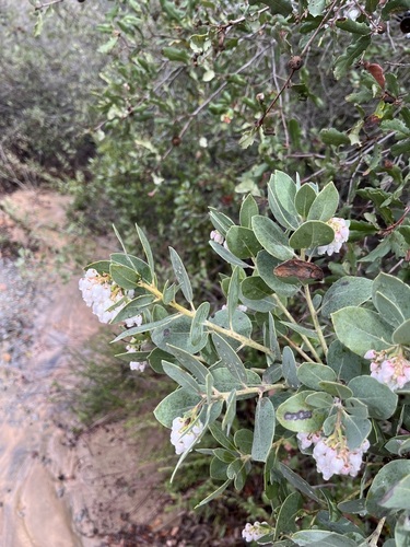Arctostaphylos rainbowensis, photograph 2