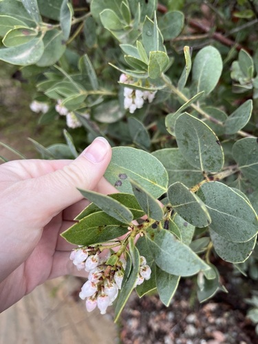 Arctostaphylos rainbowensis, photograph 4