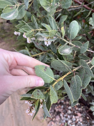 Arctostaphylos rainbowensis, photograph 3