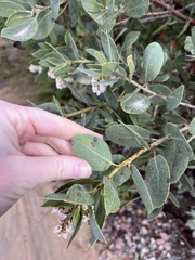 (c) harrier, some rights reserved (CC BY) Arctostaphylos rainbowensis, photograph (c) harrier, some rights reserved (CC BY)