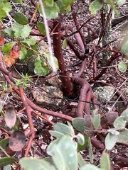 (c) harrier, some rights reserved (CC BY) Arctostaphylos rainbowensis, photograph (c) harrier, some rights reserved (CC BY)
