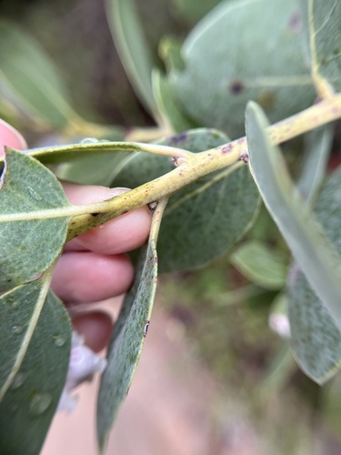 Arctostaphylos rainbowensis, photograph 6