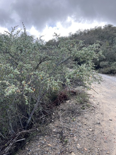 Pendleton ceanothus (Ceanothus pendletonensis)
