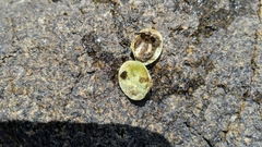 Katelysia rhytiphora