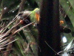 Poicephalus senegalus