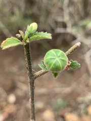 Hibiscus micranthus