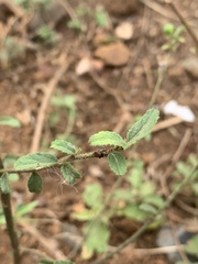 Hibiscus micranthus