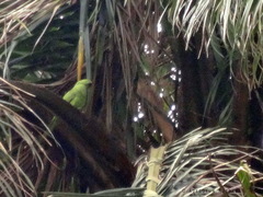 Poicephalus senegalus