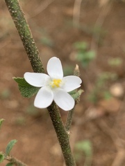 Hibiscus micranthus