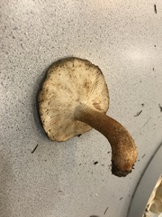 Tricholoma stans