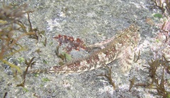 Lepidoblennius haplodactylus