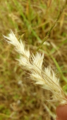 Rytidosperma caespitosum