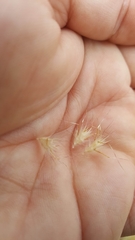 Rytidosperma caespitosum