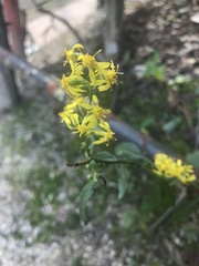 Solidago virgaurea asiatica