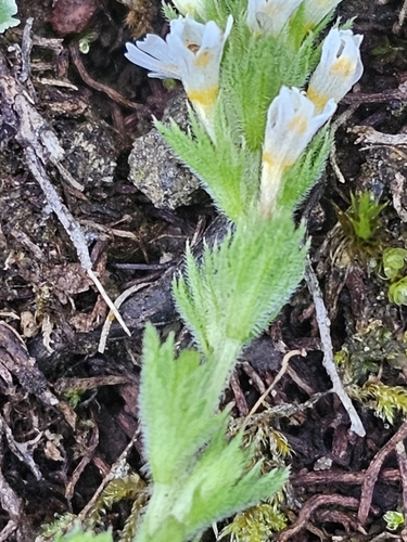 Euphrasia hudsoniana, photograph 3