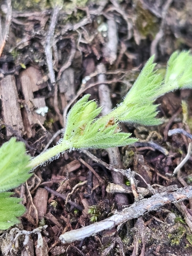 Euphrasia hudsoniana, photograph 4