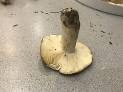 Russula benwooii
