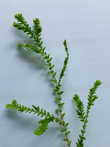 Selaginella kraussiana