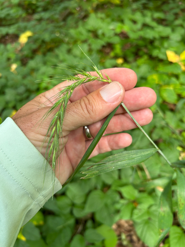Wiegand's wild rye (Elymus wiegandii)